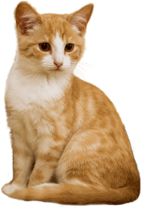 1368f805 image 6 2.png